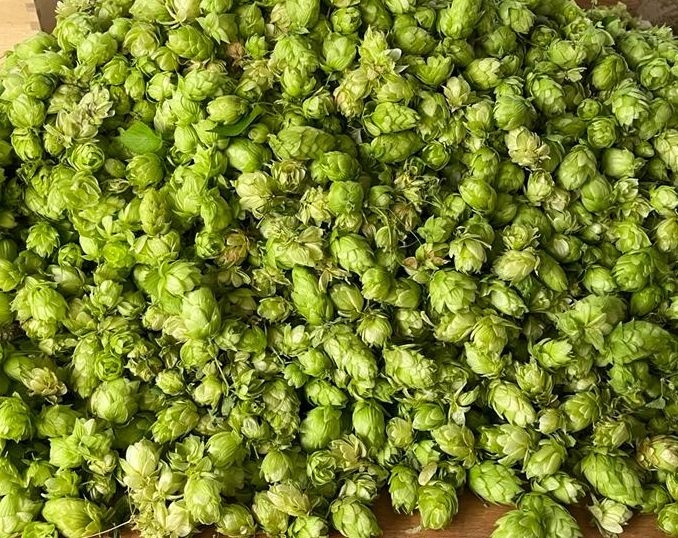 hopfen