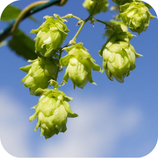 Hopfen vor blauen Himmel